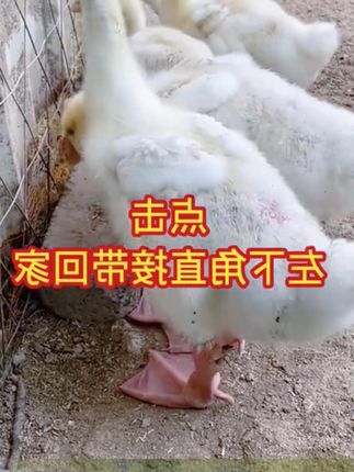 小鹅猖狂啄毛,不妨试试这一招 #抖音三农 #养鹅 #养殖