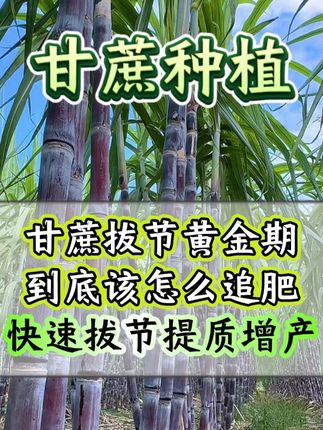 甘蔗拔节黄金期,怎么追肥才能快速拔节,提质增产? #甘蔗 #种甘蔗 #甘蔗种植 #甘蔗种植技术 #甘蔗甘蔗