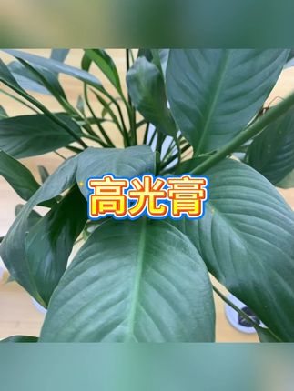 高光膏 #遮瑕高光 #面部立体 #嘭嘭粉 #平高光膏 #泪沟提亮膏
