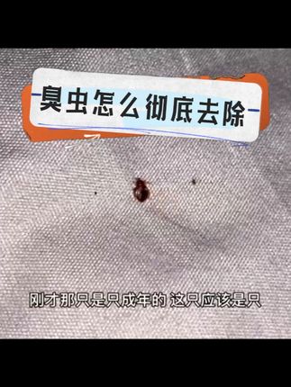 臭虫怎么彻底去除 臭虫专用杀虫剂,臭虫怎么彻底去除,臭虫床虱杀虫剂,臭虫药床上专用,臭虫药速杀强效臭虫第一名,广东臭虫怎么彻底消来,广东 特产臭虫,广东臭虫专用药,广东宿舍臭虫。床虱怎么彻底去除,床虱杀虫喷剂,床虱杀虫剂床上用专用药,床虱杀虫剂母婴可用。床虱消杀上门服务。#臭虫 #臭虫药 #臭虫咬人 #臭虫防治 #广东臭虫