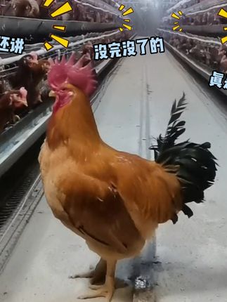 猫后生配音秀