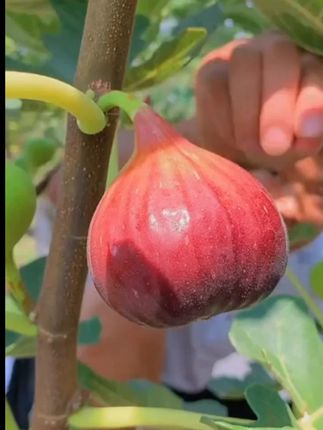 红皮无花果软糯香甜 鲜果当季新鲜现摘孕妇水果糖包子#新鲜应季水果 #自家果园 #无花果 #无花果采摘 #优质农产品