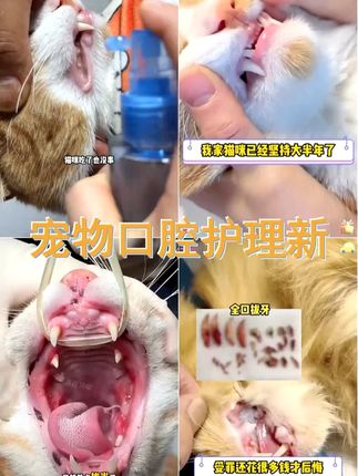 开颜 宠物护齿口腔喷雾益生菌调节口腔肠道菌群清新口气免漱口 #科学养宠攻略 #宠物口腔喷雾 #宠物必备物品 #科学养猫 #萌宠好物