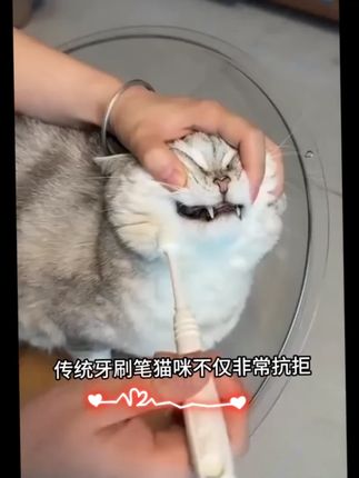 这个宠物专用的,牙刷牙膏一体洁牙笔,真的很方便!#养狗经验分 这个宠物专用的,牙刷牙膏一体洁牙笔,真的很方便!#养狗经验分享 #萌宠好物 #新手养宠 #SMILEPLUS#SMILEPLUS宠物
