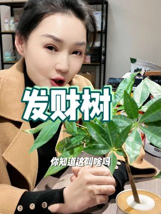 原生苗水培发财树室内 #花与生活 #精致女人精致生活 #发财树 #办公室
