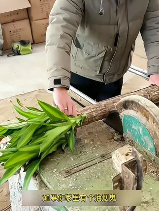 巴西木幸运木懒人开花格鲁特好养活办公室卧室阳桌台室内绿植盆栽#室内绿植 #巴西木 #格鲁特 #懒人植物 #办公室盆栽