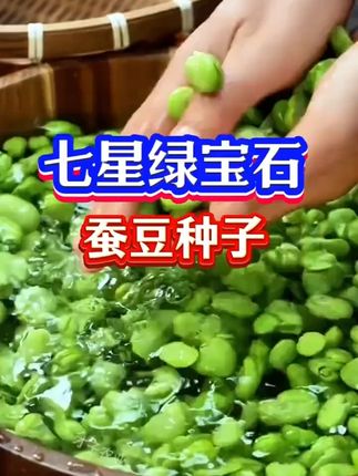 可留种可越冬!绿宝蚕豆种子耐热耐寒秋播蚕豆种子!