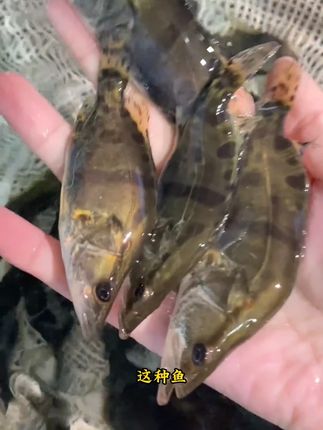 #鳜鱼苗批发 #鳜鱼苗 #水产养殖 漂亮的鳜鱼苗来了#鱼苗批发