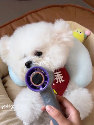 #手持风扇 宠物一体吹嘴毛手持数显新款风扇【无热风无热风】宠物必备物品 #风扇推荐 #一体风扇 #宠物必备 #新款风扇