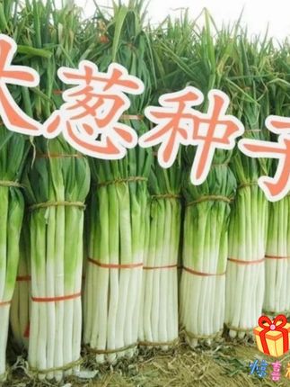 【山东章丘大葱种子】铁杆大梧桐耐寒耐旱易种种籽山东四季大葱籽 铁杆大梧桐耐寒耐旱易种种籽山东四季大葱籽
