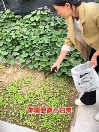 羊粪发酵有机肥花卉蔬菜瓜果专用纯鸡粪种菜养花通用腐熟羊粪肥料