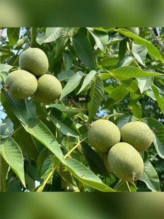 带青皮新鲜现摘山货可食用#核桃 #湿核桃 #新鲜湿核桃 #去青皮湿核桃 #核桃推荐