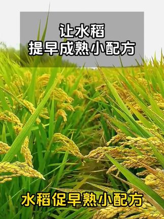 水稻促早熟小配方,产量翻倍不是梦! #水稻种植 #用肥 #水稻 #增产增收才是硬道理