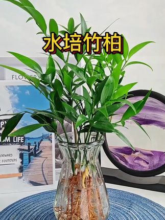 竹柏盆栽水培植物室内客厅卧室桌面盆栽四季常青 #竹柏 #水培竹柏 #竹柏盆栽 #桌面竹柏 #四季竹柏