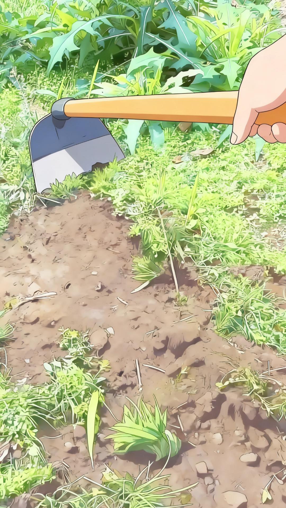 #除草锄头 #锄头除草 #农具
