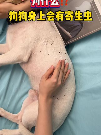 当你家毛孩子越来越抓身体 那么你一定要及时驱虫了#郝劭文推荐#宠物体外驱虫