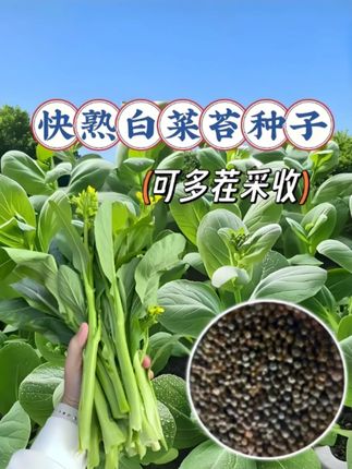 白菜苔种子