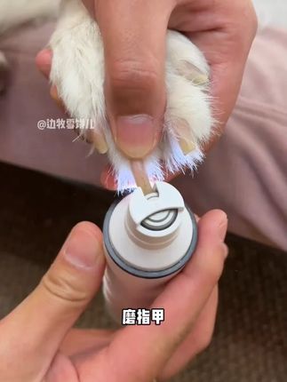 猫狗指甲过长容易关节变形,玩耍时还容易划伤主人,定期修剪指甲很重要!有了这个磨甲器真的太方便了~#萌宠好物 #狗狗磨甲器 #宠物指甲剪 #科学养宠攻略 #养狗人