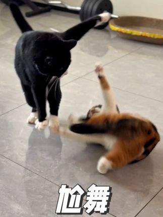 三花妈妈:“果然大儿的开关在腿上!” #萌宠出道计划 #猫咪 #抖in萌宠计划 #万物可爱计划 #哈基米