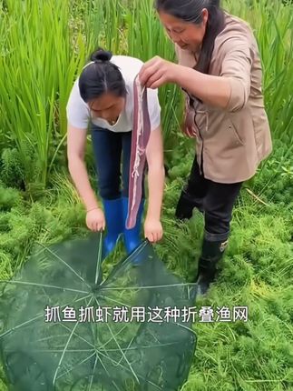 抓鱼抓虾就用这种折叠鱼网,轻轻一抛,等上两三个小时,什么鱼虾甲鱼黄鳝螃蟹的通通都往里面钻~#鱼网 #捕鱼 #抓鱼 #渔网 #鱼笼