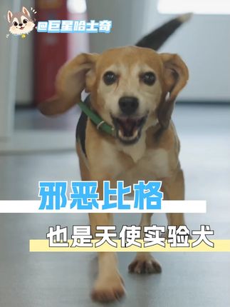 越来越多的人给予这些生命关怀,越来越多的商家在用心做产品#比格 #宠物