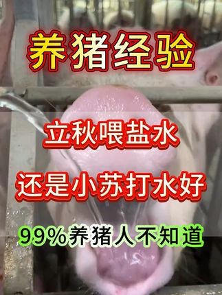 养好猪喂对水 立秋喂盐水还是小苏打水好 #养猪 #养殖 #养殖技术 #养猪人 #三农