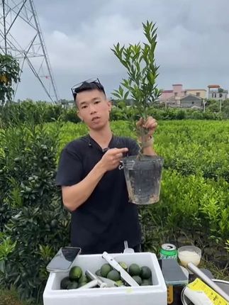 新会柑陈皮树苗,新会茶枝柑树苗 新会茶枝柑陈皮树苗,原土原杯发货,今天拍,明天发,30天内不活补发,默认发货(原枝柑驳柑)茶枝柑种子嫁接茶枝柑接穗,广东省江门市新会区司前镇发货!陈皮产地发货 #新会茶枝柑陈皮