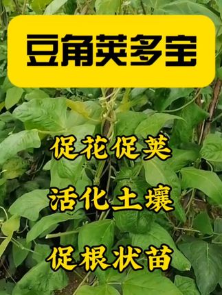 #抖音助农 #豆角 #三农 #优质农产品 #农业种植