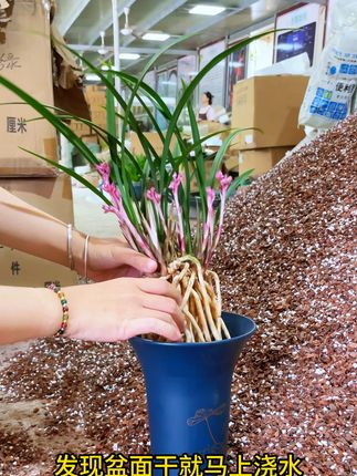 树皮养兰花,植料要做到疏松透气,才不会损伤兰根#兰花植料 #营养土 #兰花种植 #兰花日常管理