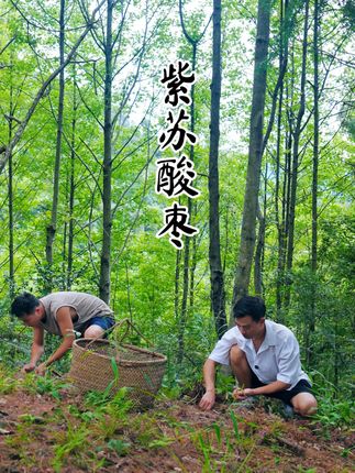 秋风吹落了一树的酸枣,捡一些回去做成酸枣糕,那是儿时最美味的零食。#酸枣 #农村美食 #童年回忆 #抖音新农人 #我的乡村生活