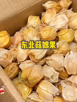 自带包装纸的菇娘果#菇娘果#自带包装纸的水果#东北特产#水果搬运工#浅跳一下