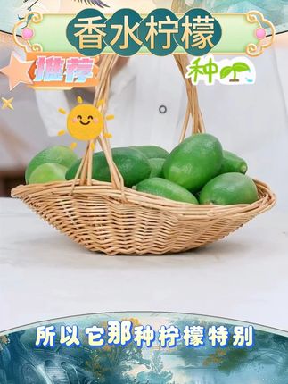海南无籽香水柠檬新鲜当季正宗青柠檬奶茶店专用手摇暴打整箱批发 #海南特产 #香水柠檬 #新鲜水果 #夏日饮品 #好物推荐