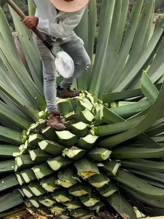 看人先看脚,听话先听音,一双鞋的品味,体现了一个男人的品味 #秋天的乡村生活别有一番风味 #千层底布鞋 #软底软面穿上超舒服 #入秋第一双布鞋 #秋冬第一双养脚鞋