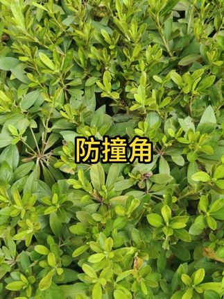 #防撞角 #防撞贴 #儿童安全
