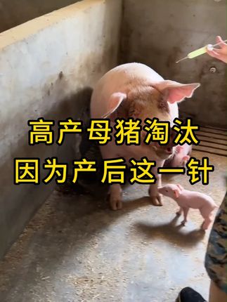 高产母猪淘汰,因为产后这一针 #所有养猪人 #养猪技术 #自繁自养母猪