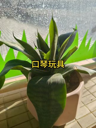 儿童口琴玩具吹奏乐器锻炼气息易学适合3岁零基础学习 #亲子互动 #儿童玩具 #益智玩具