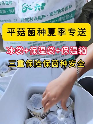 平菇菌种夏季专送:冰袋+保温袋+保温箱,三重保险保菌种安全!#平菇种植 #平菇菌种 #食用菌栽培种 #栽培种