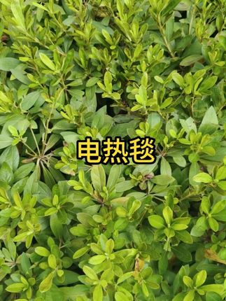 #电热毯 #电褥子 #电热毯推荐
