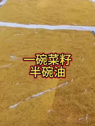 油菜想要高产,选好种子是关键。 #种子 #油菜种子 #种油菜 #高产稳产