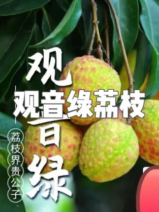 正宗观音绿荔枝现摘现发东莞樟木头特产母树果名贵贡品,#观音绿荔枝 #观音绿荔枝鲜果 #正宗观音绿荔枝 #正宗观音绿荔 #樟木头特产