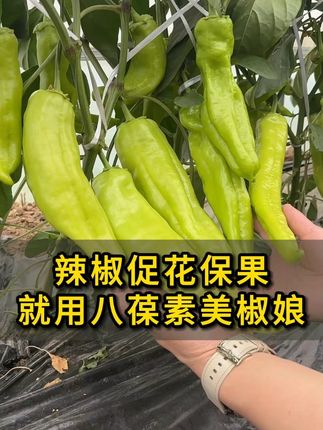 辣椒促花肥就用八葆素 #辣椒种植 #辣椒种植技术 #辣椒促花肥 #八葆素