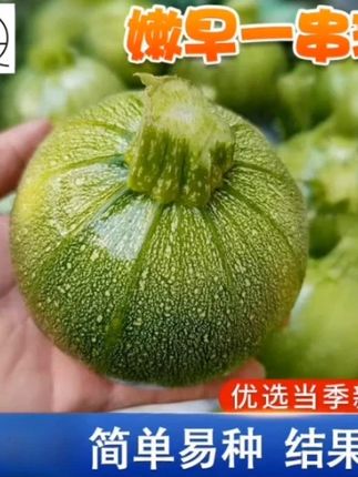 嫩早一串铃南瓜种子
