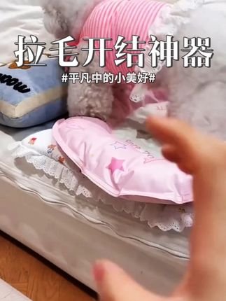 【宠物针梳】Shine Puppy 比熊狗狗宠物针梳泰迪拉毛 #萌宠日常记录 #萌宠出道计划 #比熊 #狗狗