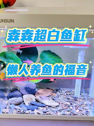 森森超白鱼缸懒人也能养好鱼#森森鱼缸 #桌面鱼缸 #养鱼养心