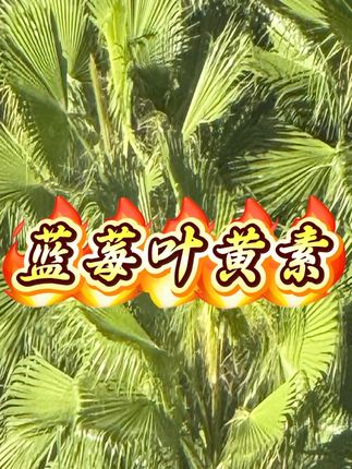 大瓶装蓝莓叶黄素酯片黑加仑金银花成人学生儿童120片/瓶 #叶黄素酯片 #酯片 #蓝莓叶黄素酯片 #蓝莓酯片 #金银花酯片