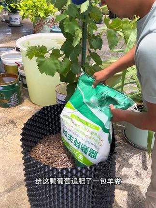 无花果树最重要的2次施肥,第一次是冬天埋鱼肠,第二次是夏天铺羊粪#家庭种植 #无花果种植 #种植小技巧