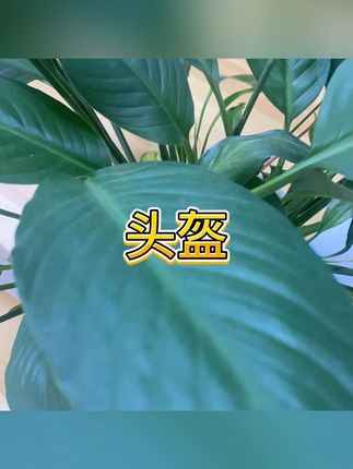 安全帽 #安全防护 #3C认证 #夏季轻便 #骑行 #户外安全