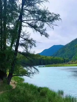 小鸟摆件#治愈系风景 #风景