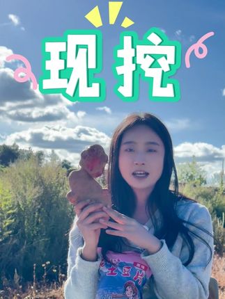 鲜货现发 马上拉去工厂个大家做成土豆片!#花心土豆片 #花心土豆#云南特产 #大理特产 #零食推荐