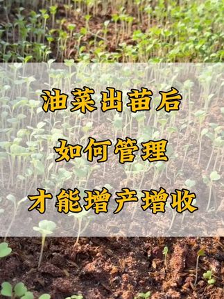 油菜出苗后,如何管理才能增产增收#农业种植 #油菜种植 #油菜高产 #油菜粒粒宝 #三农